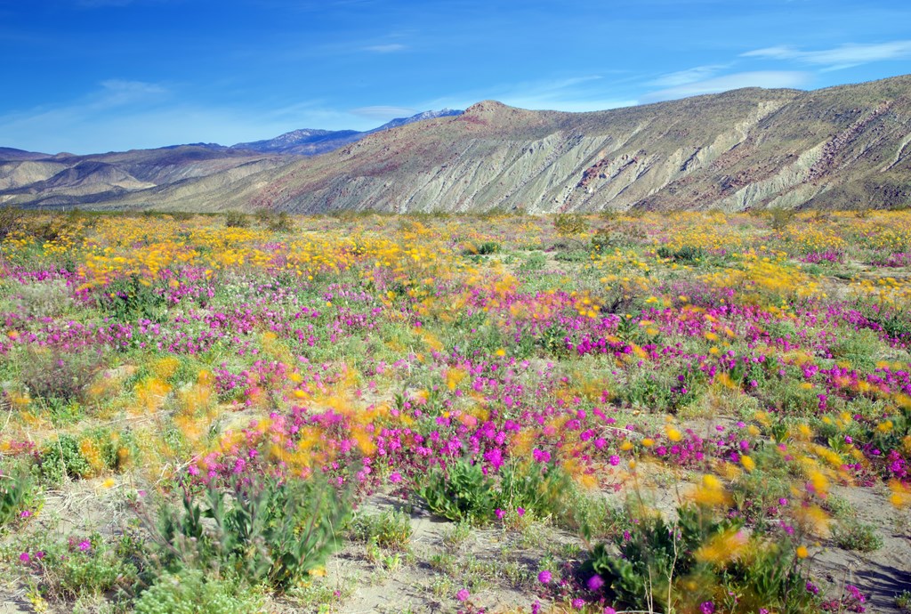Wildflower Bloom at Anza Borrego State Park