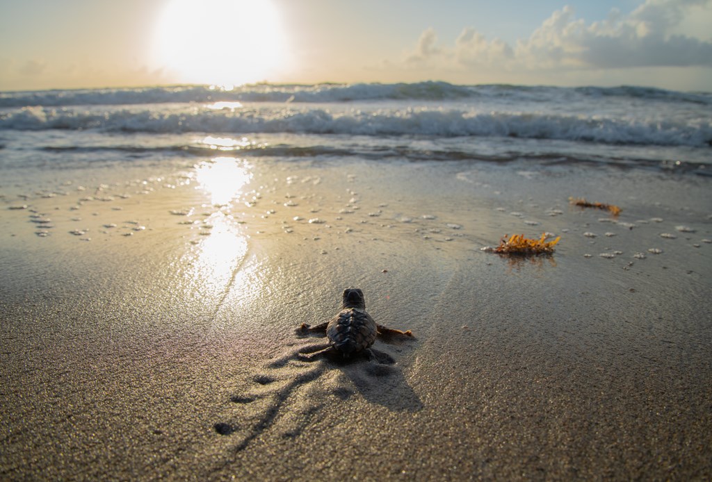 Sea turtle hatchling on beach moving towards the ocean